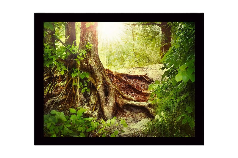 Indrammet lærredstryk i træ - 41x56 cm - Frodig skov med en stor trærod og solstråler, der siver gennem løvet, Grøn / Brun / Gul