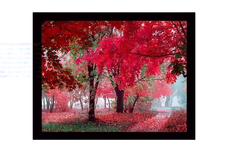Indrammet lærredstryk i træ - 41x56 cm - Frodig skov med knitrende røde efterårsblade, Rød / Grøn