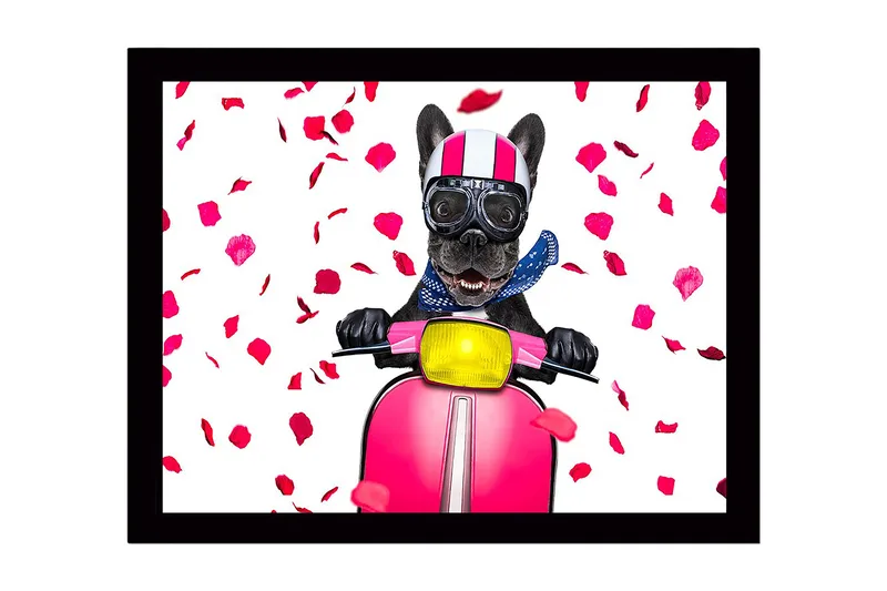 Indrammet lærredstryk i træ - 41x56 cm - Hund på løbehjul med rosenbladssløjfe, Lyserød / Sort / Gul