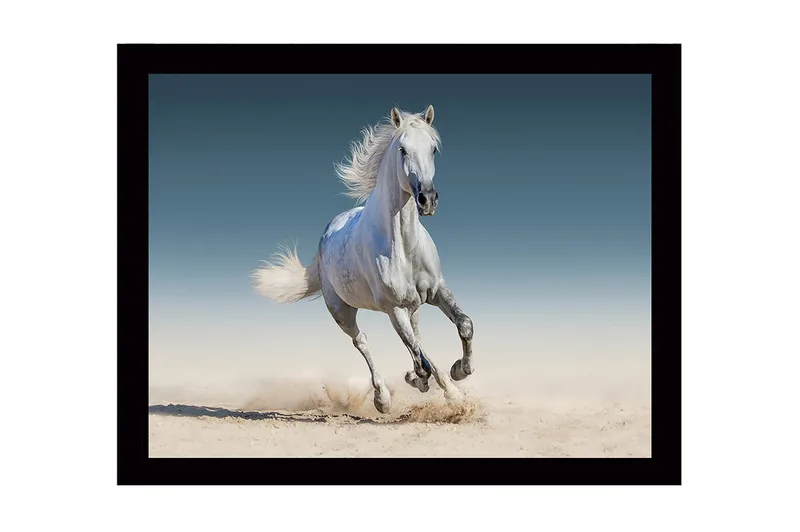 Indrammet lærredstryk i træ - 41x56 cm - Hvid hest galoperer gennem sandet, Hvid / Beige / Blå