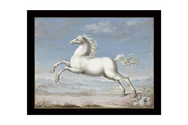 Indrammet lærredstryk i træ - 41x56 cm - Hvid hest galoperer mod en blå himmel - Hvid / Blå / Beige - Boligtilbehør - Billeder & kunst