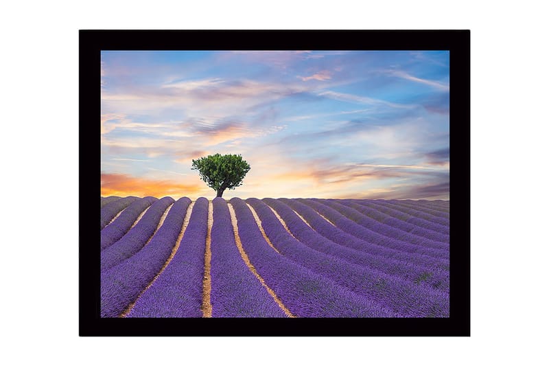 Indrammet lærredstryk i træ - 41x56 cm - Lavendelmark med en ensom trækrone i horisonten, Lilla / Grøn / Beige