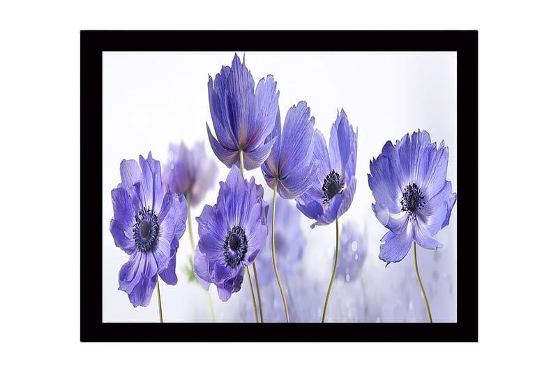 Indrammet lærredstryk i træ - 41x56 cm - Lilla blomster i en harmonisk komposition, Lilla / Sort / Hvid