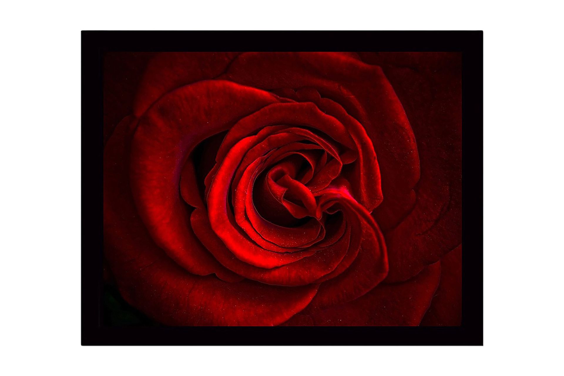 Indrammet lærredstryk i træ - 41x56 cm - Mørk rød rose med detaljerede ...
