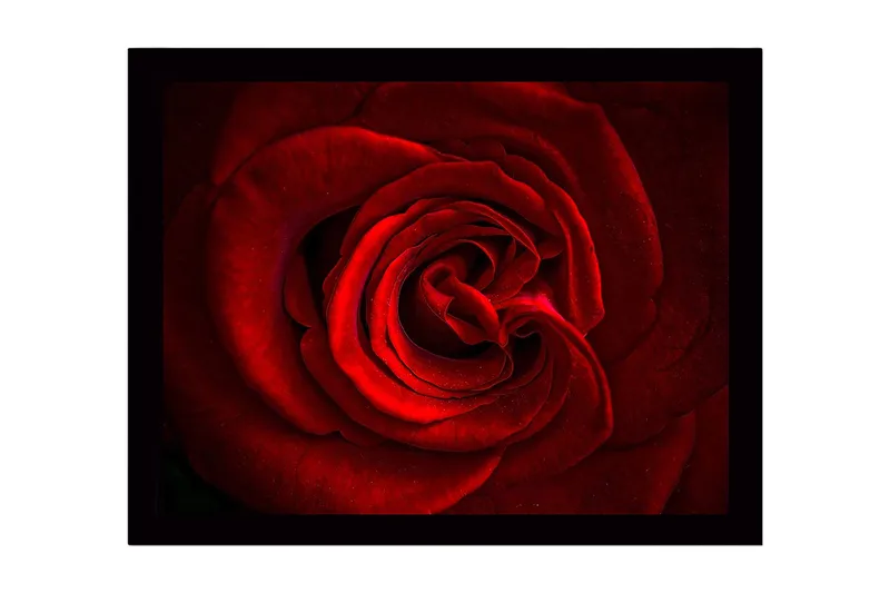 Indrammet lærredstryk i træ - 41x56 cm - Mørk rød rose med detaljerede kronblade, Rød / Sort