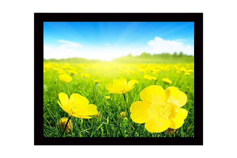 Indrammet lærredstryk i træ - 41x56 cm - Mark med gule blomster i solrigt landskab, Gul / Grøn