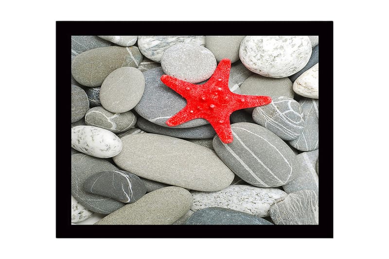 Indrammet lærredstryk i træ - 41x56 cm - Rød søstjerne på en samling af grå sten, Grå / Rød