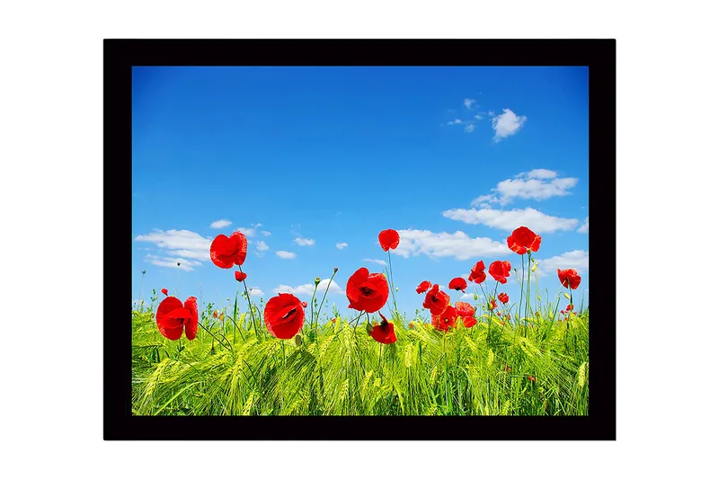 Indrammet lærredstryk i træ - 41x56 cm - Røde valmuer i en grøn eng under en klar blå himmel, Rød / Grøn / Blå