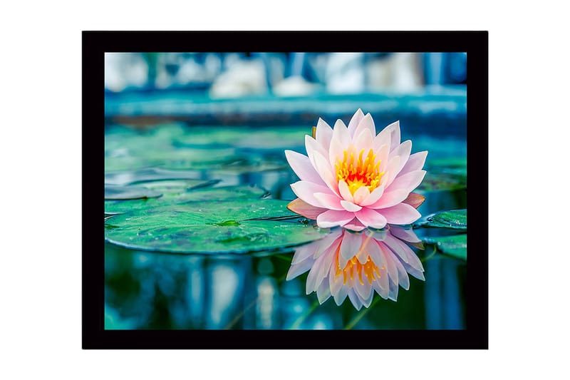 Indrammet lærredstryk i træ - 41x56 cm - Smuk åkande, der flyder på en spejlblank overflade, Lyserød / Grøn / Gul