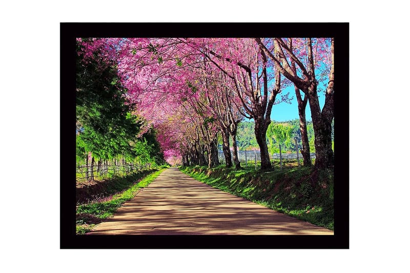 Indrammet lærredstryk i træ - 41x56 cm - Smuk allé med blomstrende kirsebærtræer i lyserøde nuancer, Lyserød / Grøn / Brun