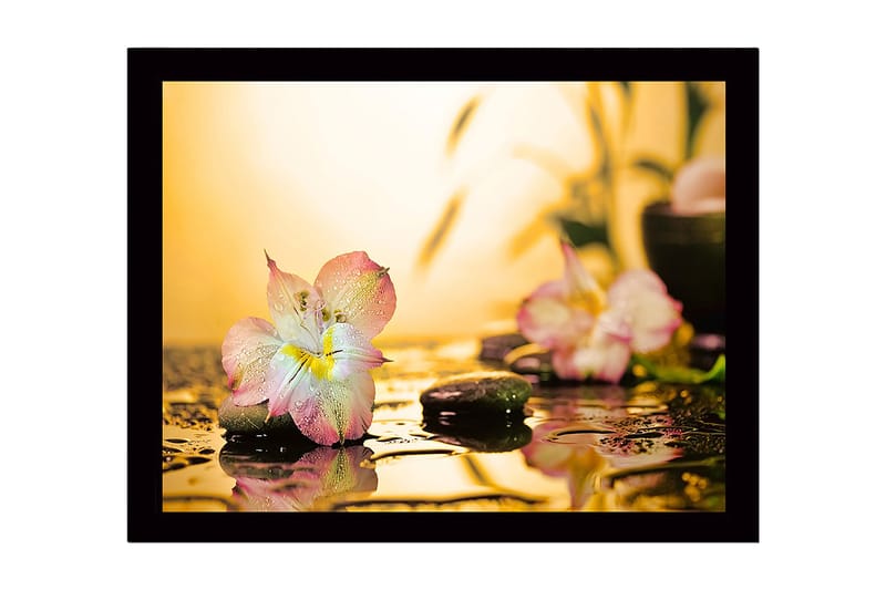 Indrammet lærredstryk i træ - 41x56 cm - Smuk blomst med vanddråber på sten, Lyserød / Grøn / Gul