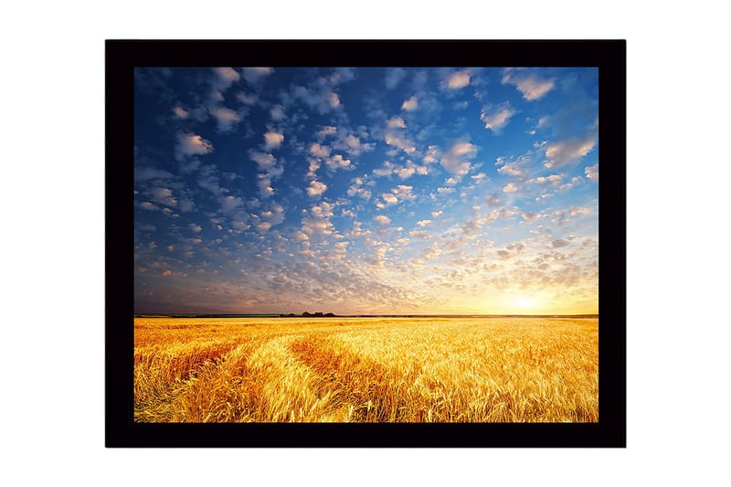 Indrammet lærredstryk i træ - 41x56 cm - Smuk solnedgang over en gylden hvedemark, Guld / Blå / Hvid