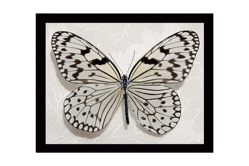 Indrammet lærredstryk i træ - 41x56 cm - Smuk sommerfugl med detaljerede mønstre i sort og hvid, Hvid / Sort