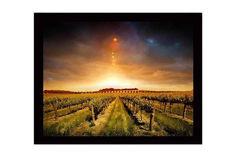Indrammet lærredstryk i træ - 41x56 cm - Smuk vingård under en gylden solnedgang, Guld / Grøn / Brun