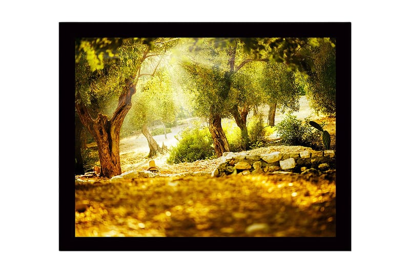 Indrammet lærredstryk i træ - 41x56 cm - Solbeskinnet skov med oliventræer, Grøn / Guld / Brun