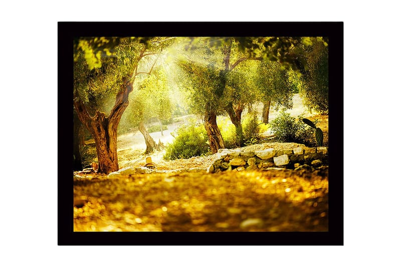 Indrammet lærredstryk i træ - 41x56 cm - Solbeskinnet skov med oliventræer, Grøn / Guld / Brun