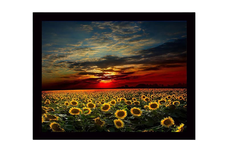 Indrammet lærredstryk i træ - 41x56 cm - Solsikkemark under en farverig solnedgang, Gul / Orange / Blå