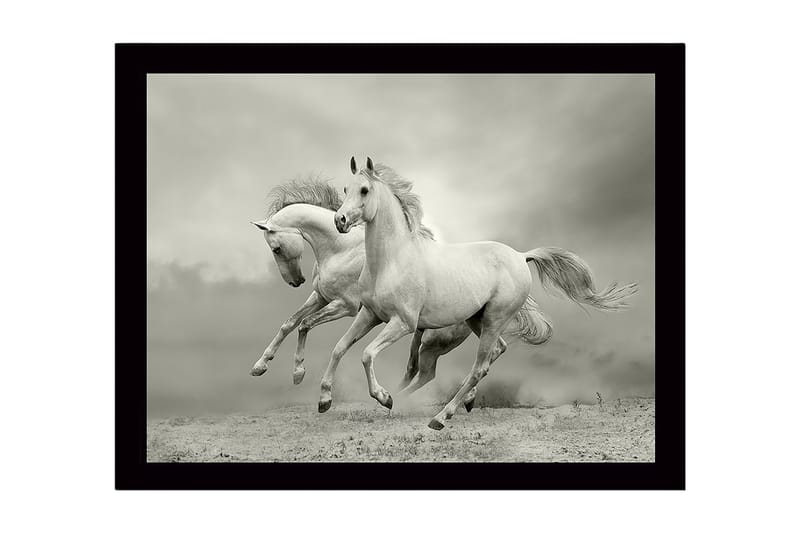 Indrammet lærredstryk i træ - 41x56 cm - To hvide heste galoperer fremad i en dramatisk setting, Hvid / Grå