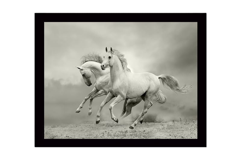 Indrammet lærredstryk i træ - 41x56 cm - To hvide heste galoperer fremad i en dramatisk setting, Hvid / Grå