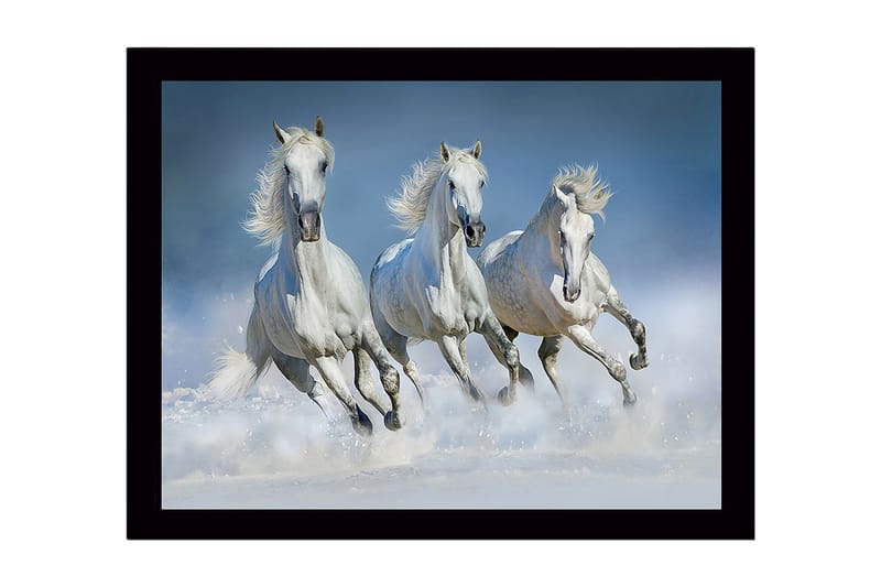 Indrammet lærredstryk i træ - 41x56 cm - Tre hvide heste galoperer gennem vand, Hvid / Lyseblå