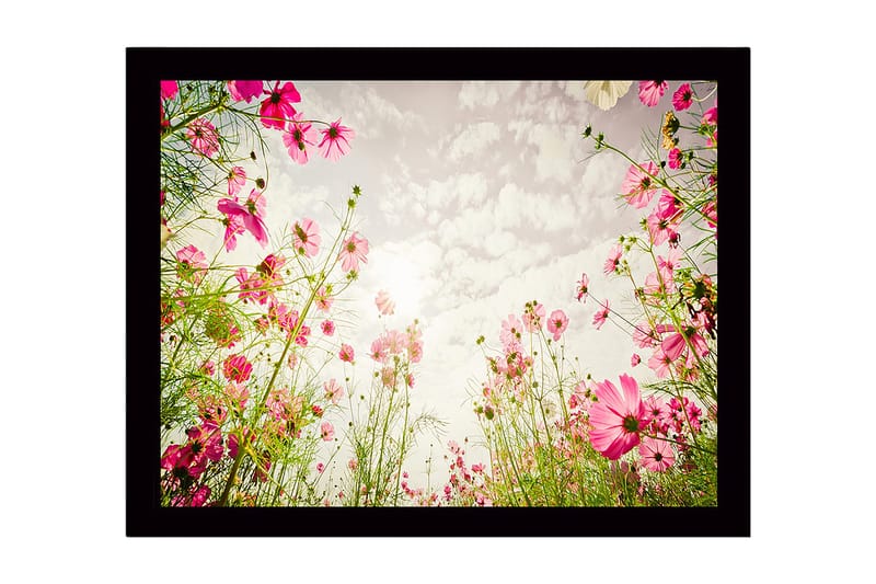 Indrammet trælærredstryk - 41x56 cm - Blomstermark med lyserøde blomster, der strækker sig mod en lys himmel, Lyserød / Grøn