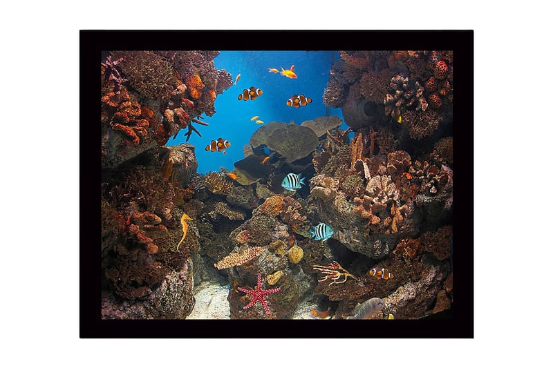 Indrammet trælærredstryk - 41x56 cm - Farverig undervandsscene med koralrev og svømmende fisk, Blå / Orange / Grøn