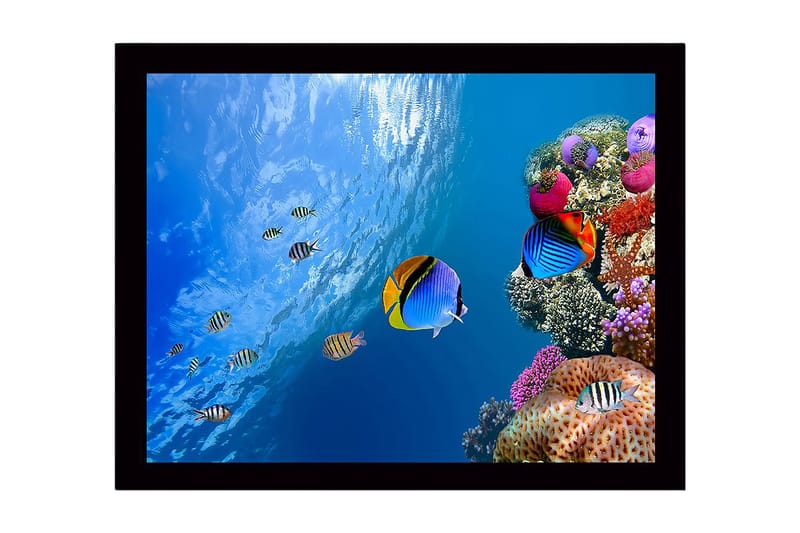 Indrammet trælærredstryk - 41x56 cm - Farverig undervandsscene med koralrev og svømmende fisk, Blå / Orange / Lyserød
