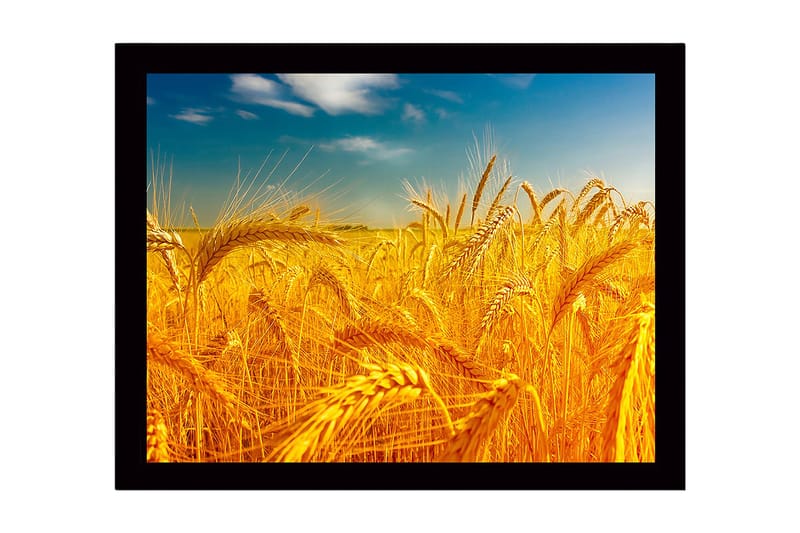 Indrammet trælærredstryk - 41x56 cm - Gyldne hvedemarker under en klar himmel - Guld / Blå / Grøn - Boligtilbehør - Billeder & kunst