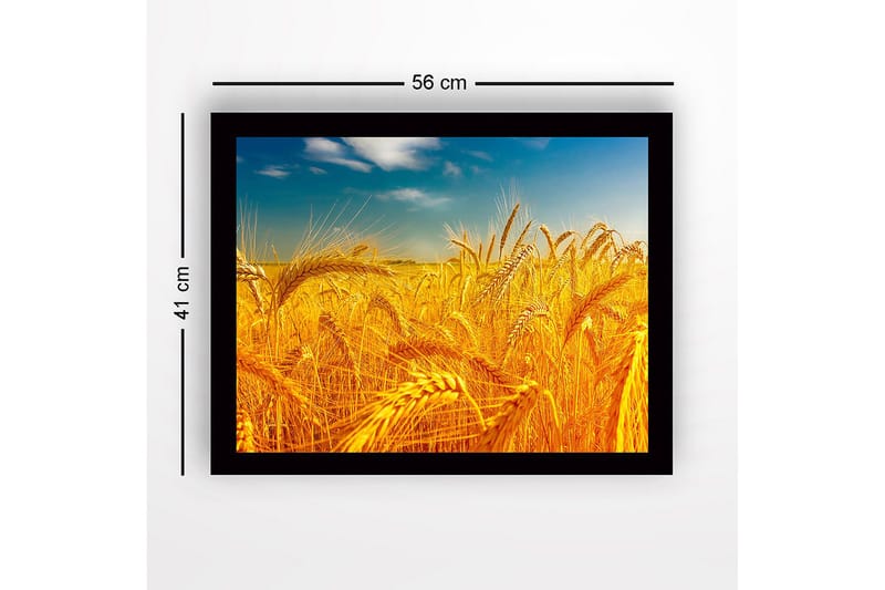 Indrammet trælærredstryk - 41x56 cm - Gyldne hvedemarker under en klar himmel - Guld / Blå / Grøn - Boligtilbehør - Billeder & kunst