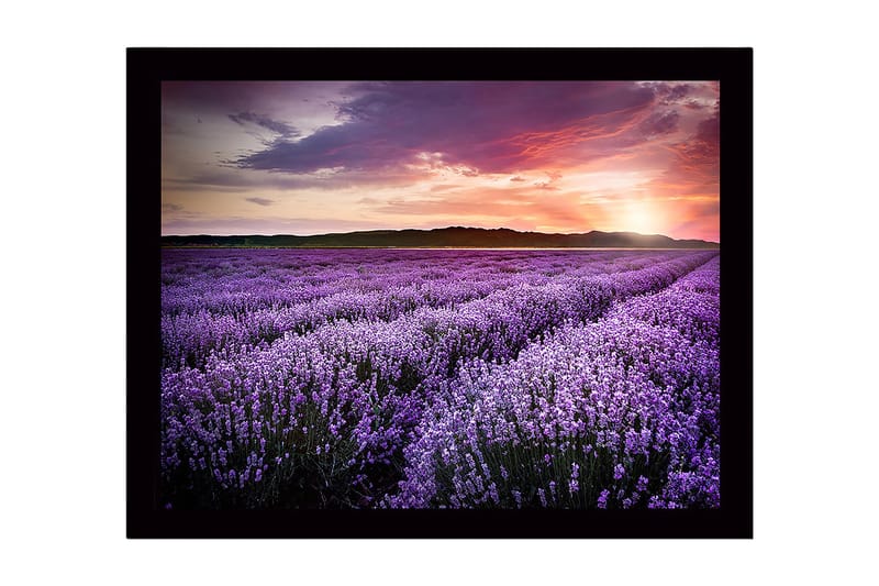 Indrammet trælærredstryk - 41x56 cm - Lavendelmarker under en solnedgang - Lilla / Lyserød / Grøn - Boligtilbehør - Billeder & kunst