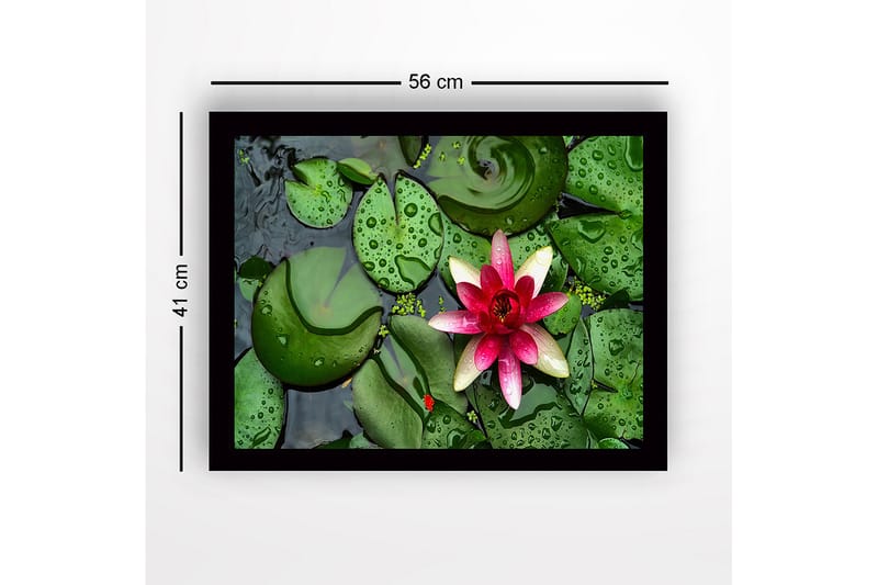 Indrammet trælærredstryk - 41x56 cm - Smuk åkande, der flyder på en stille vandoverflade omgivet af grønne åkandeblade - Grøn / Lyserød - Boligtilbehør - Billeder & kunst