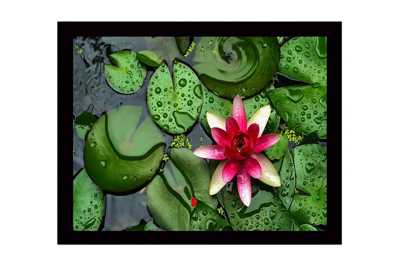 Indrammet trælærredstryk - 41x56 cm - Smuk åkande, der flyder på en stille vandoverflade omgivet af grønne åkandeblade, Grøn / Lyserød