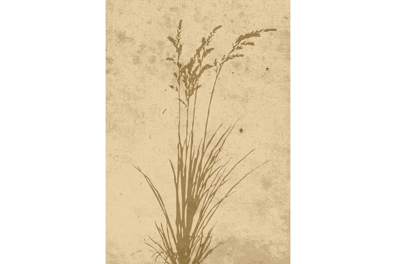 Poster Plant art 21x30 cm - Beige - Posters & plakater
