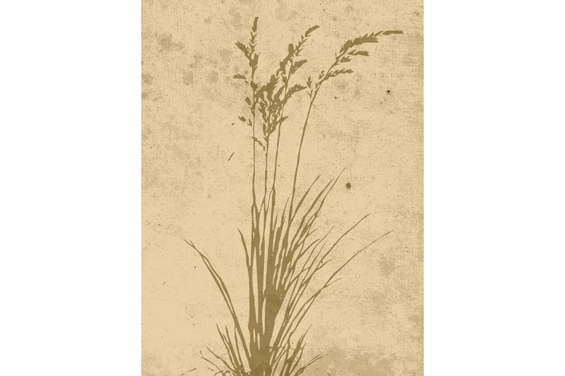Poster Plant art 30x40 cm - Beige - Posters & plakater