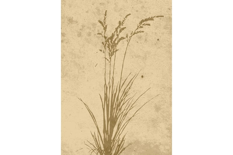 Poster Plant art 50x70 cm - Beige - Posters & plakater