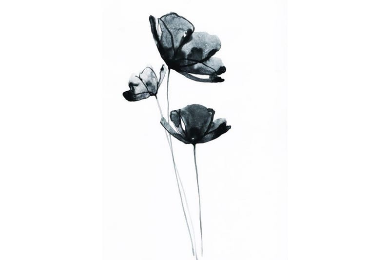 Black Flower Watercolour Painting Hvid - 50x70 cm - Botanisk plakat - Posters & plakater
