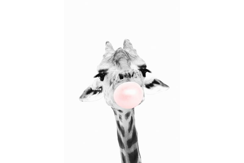 Giraffe Pink Bubblegum Illustration Hvid/Grå/ Lyserød - 50x70 cm - Dyreplakater - Børneplakater - Posters & plakater