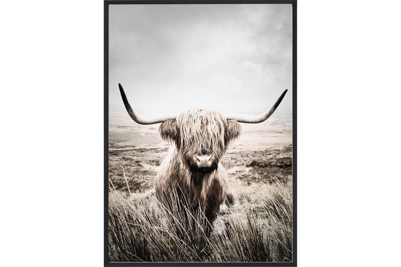 Plakat 50x70 Nature Highland Cattle - Natur - Posters & plakater