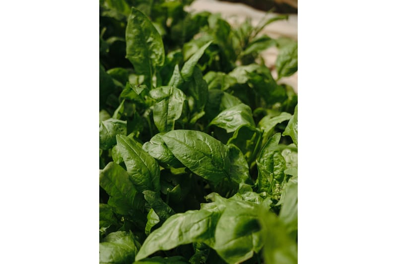 Poster Green leaf 30x40 cm, Grønn