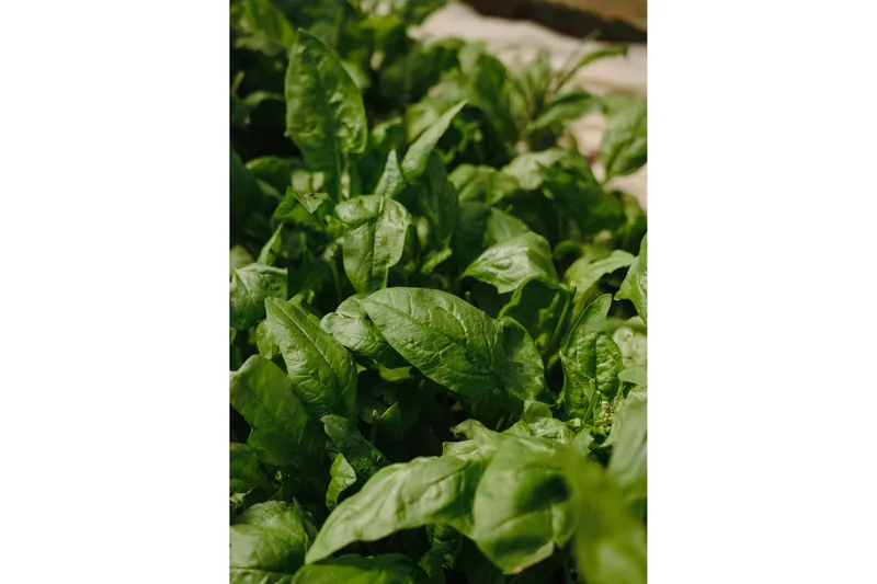 Poster Green leaf 50x70 cm, Grønn