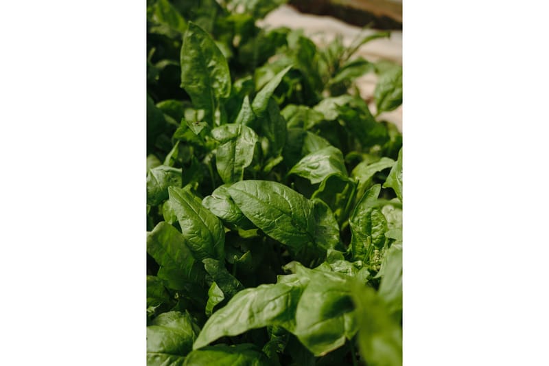 Poster Green leaf 70x100 cm, Grønn