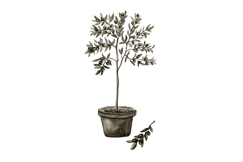 Poster Olive 30x40 cm, Hvit/Grønn