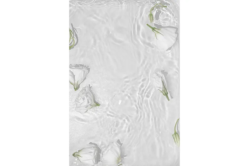 Poster White Roses 70x100 cm, Hvit