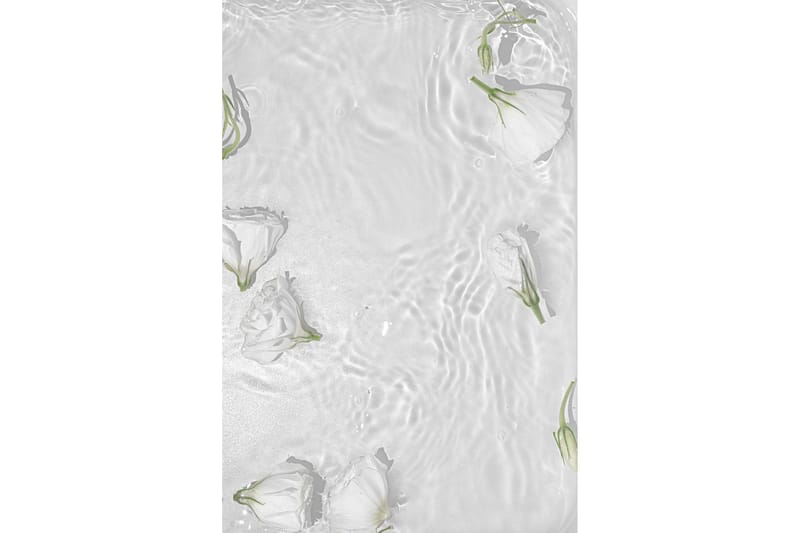 Poster White Roses 70x100 cm, Hvit