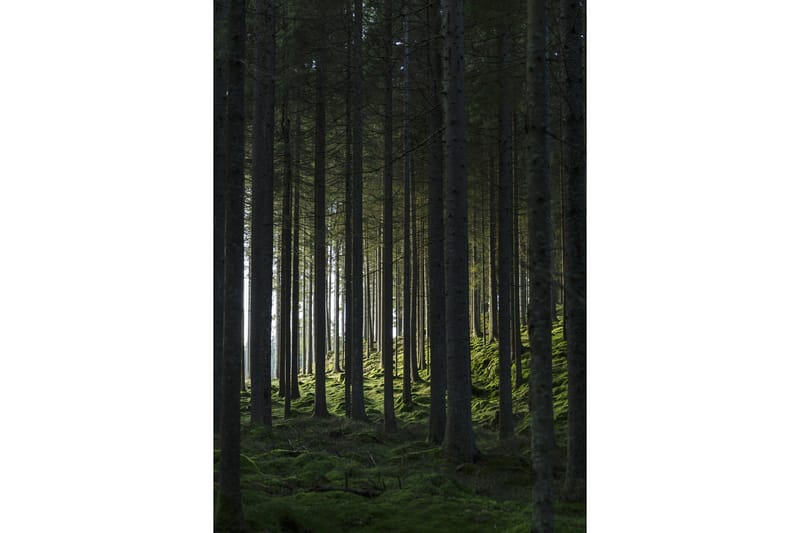 Poster Woods 21x30 cm, Svart/Grønn