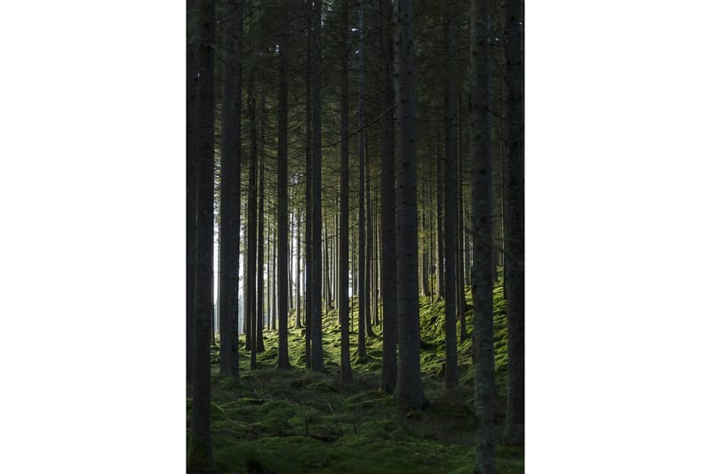 Poster Woods 50x70 cm, Svart/Grønn
