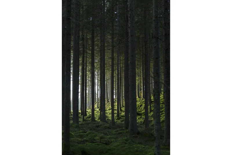 Poster Woods 70x100 cm, Svart/Grønn