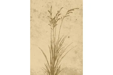 Poster Plant art 70x100 cm - Beige - Boligtilbehør - Billeder & kunst - Posters & plakater