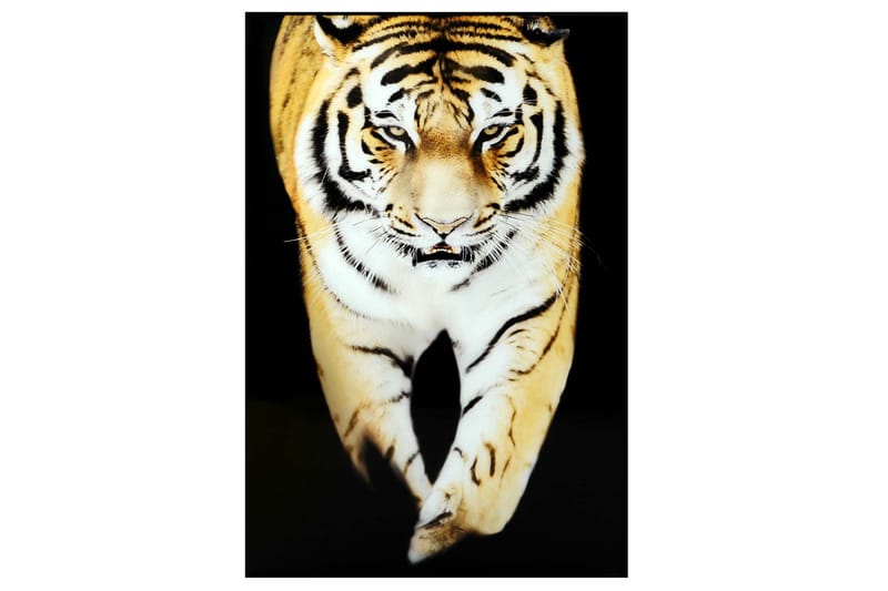 Tiger Billede, 80x120 cm Flerfarvet