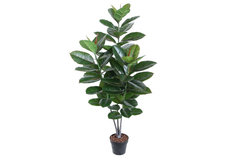 Grøn plante RUBBERPLANT H130cm 3 grene, undefined